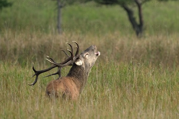 Red deer