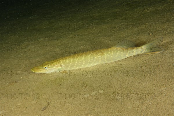 Pike