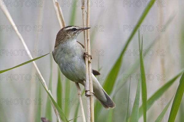 Sedge warbler