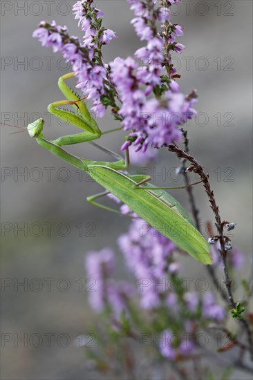 European mantis