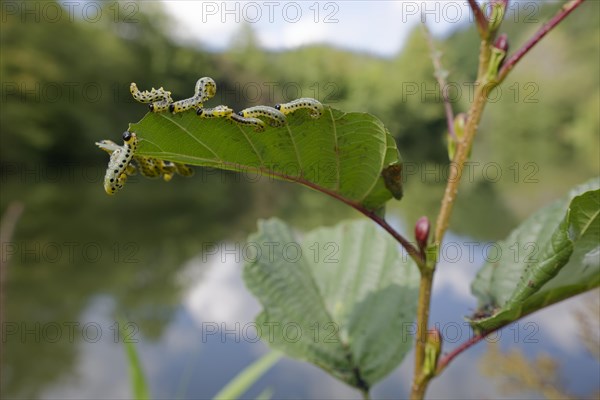 Larval broad-footed alder leaf wasp