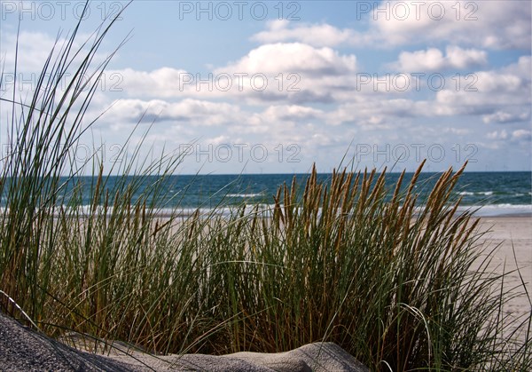 Marram grass