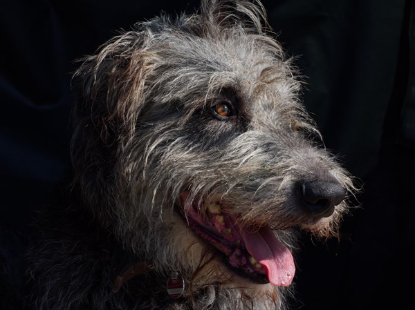 Irish Wolfhound