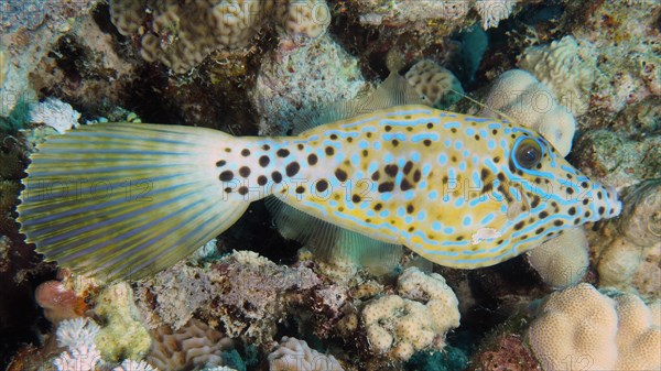 Scrawled filefish