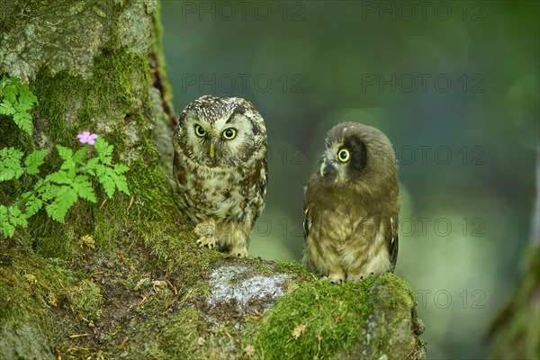 Tengmalm's Owl