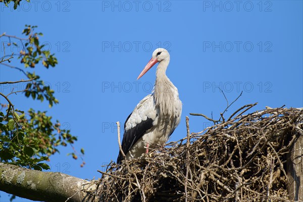 White stork