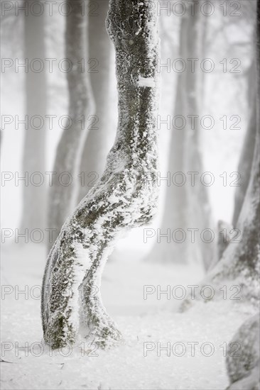 Winter beech forest with hoarfrost on the trees and fog on Mount Kandel