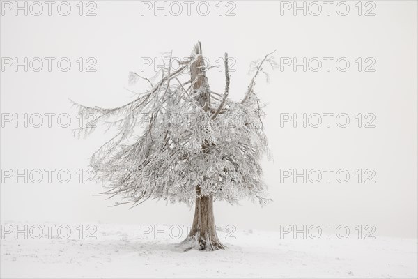 Winter sunset on the mountain with hoarfrost on the trees and fog