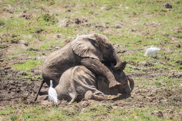 Baby elephants