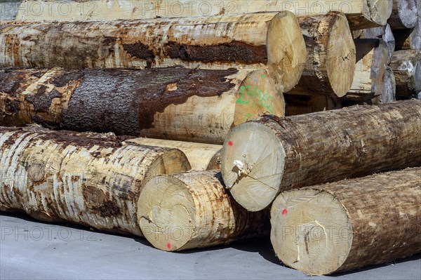 Partially debarked tree trunks gstacked in a sawmill