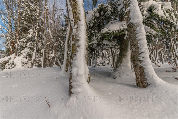 Wooded forest in the snowy mountains in winter. Vosges