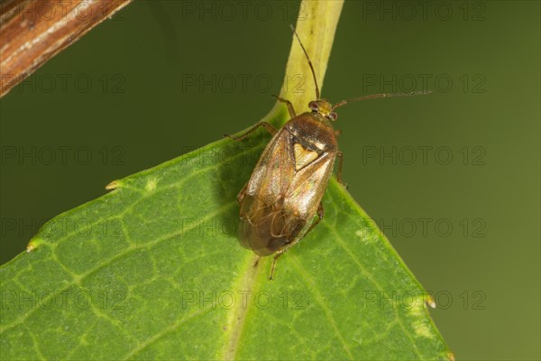 Common meadow bug