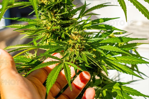 Marijuana buds being cut on a marijuana farm with scissors. medicinal cannabis