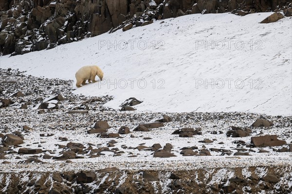 Polar bear