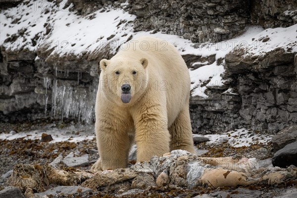 Scavenging polar bear