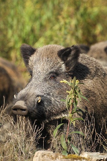 Wild boar