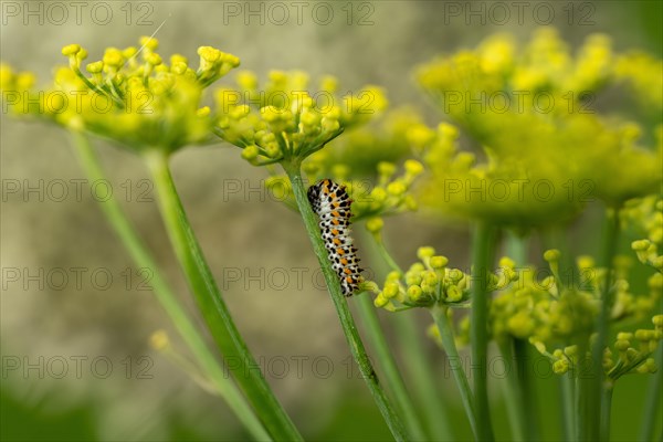 Young swallowtail