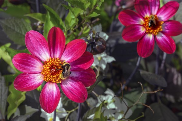 Dahlias