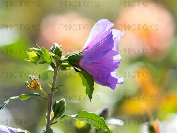 Common mallow