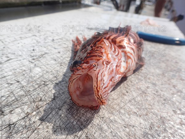 Pacific red lionfish