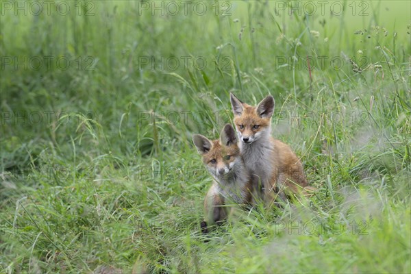 Red fox