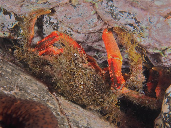 Well camouflaged european spider crab