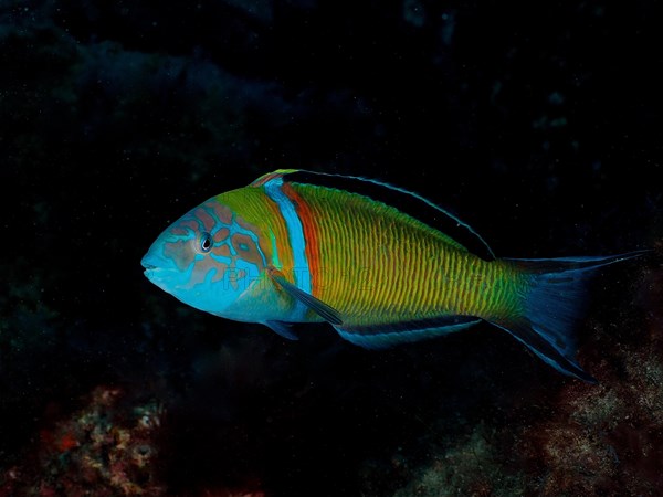 Ornate wrasse