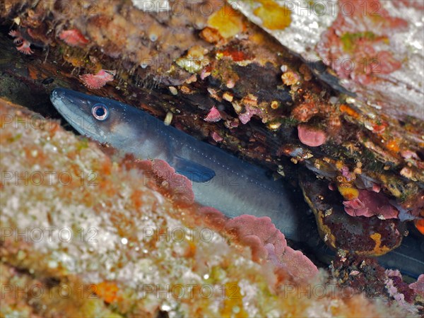 Conger eel