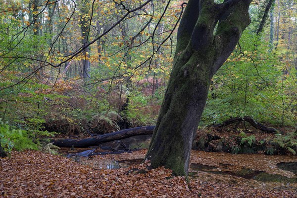 Beech forest in autumn