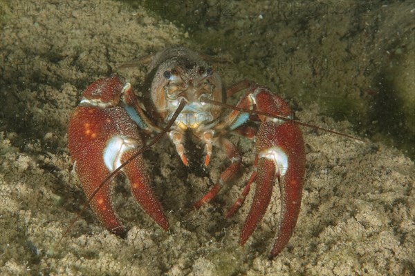 Signal crayfish