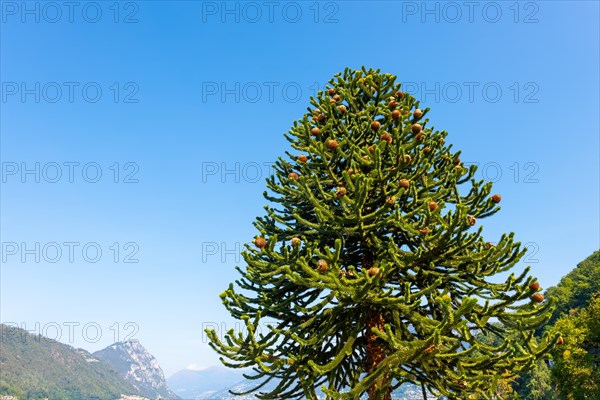 Beautiful Snake Pine or Monkey Tree