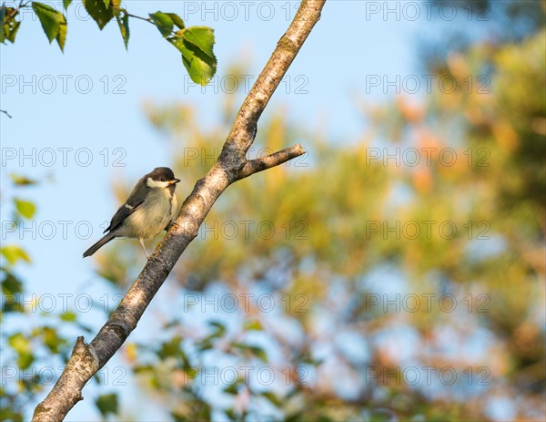 Great tit