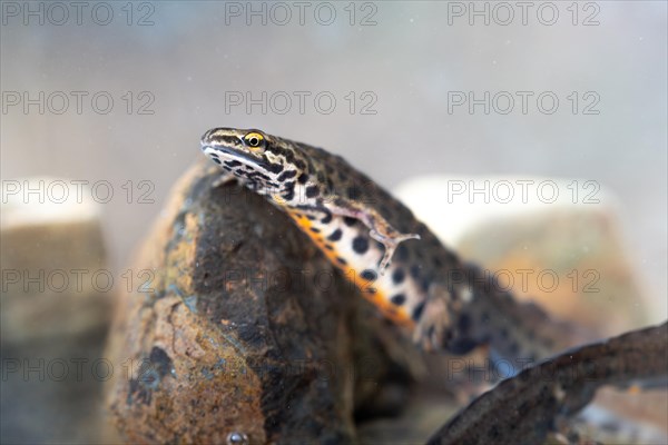 Common newt