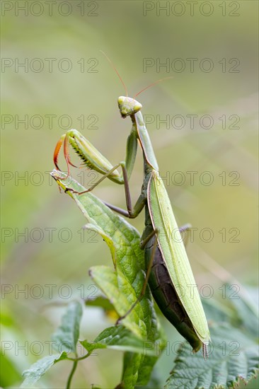 European mantis