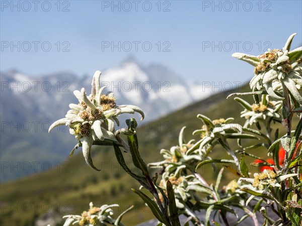 Alpine edelweiss