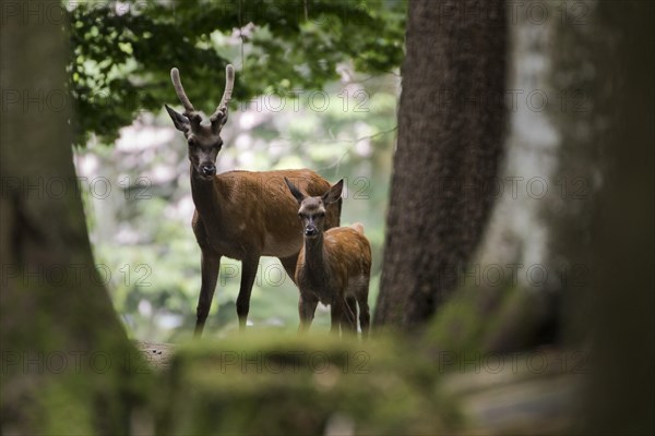 Red deer in the animal enclosure