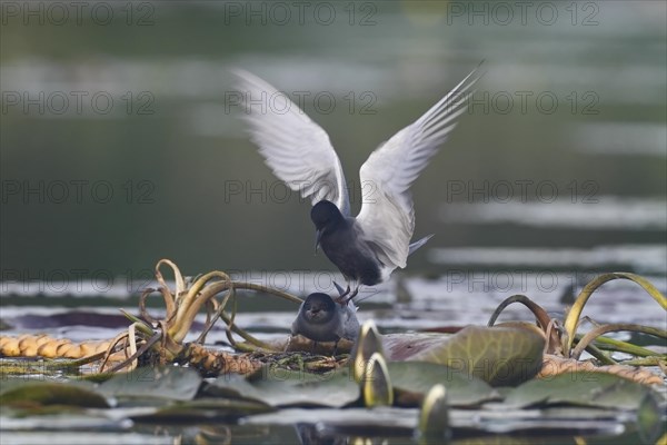 Black Tern