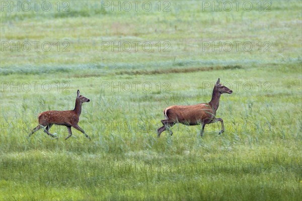 Red deer