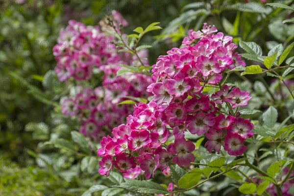 Musk Rose or Rosa-Moschata hybrids