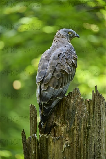 European honey buzzard