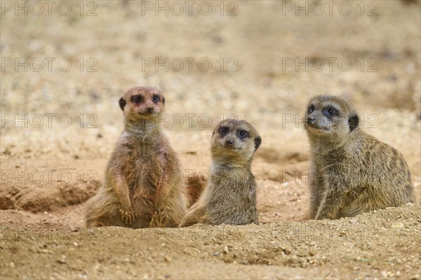 Meerkats