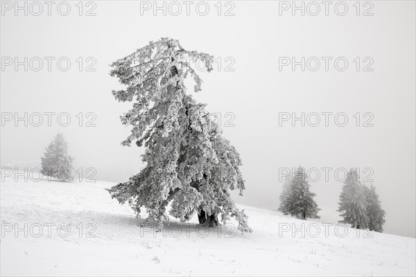 Winter sunset on the mountain with hoarfrost on the trees and fog