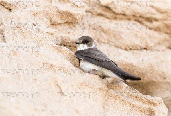 Sand martin or Rhine martin