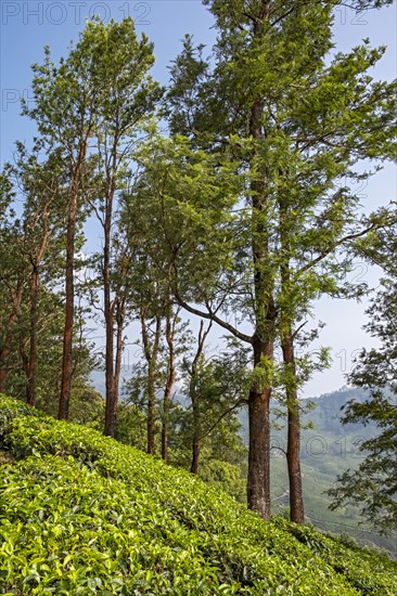 Tea plantation with trees