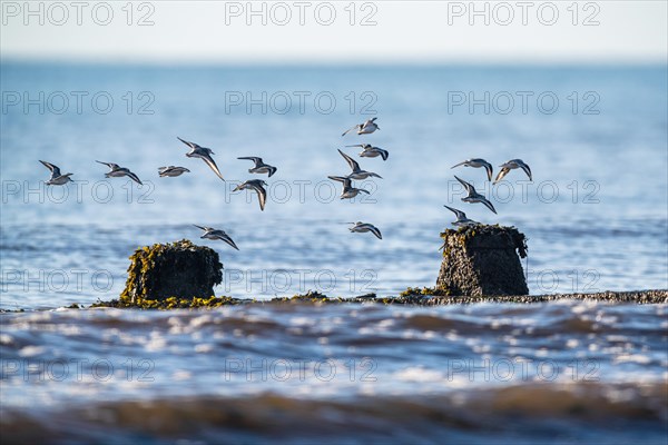 Sanderling