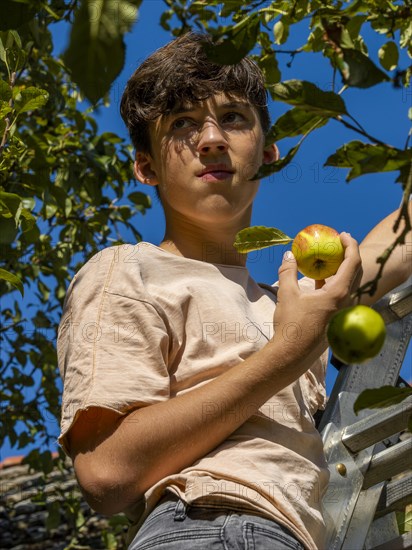 Young man on ladder picking apples on tree