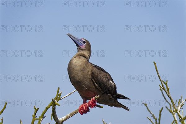 Red-footed Booby