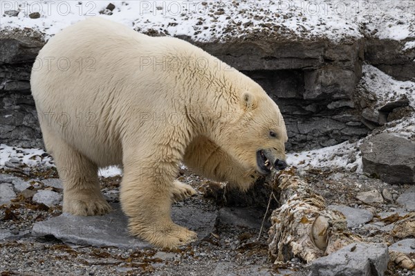 Scavenging polar bear