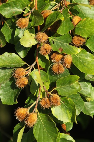 Common beech