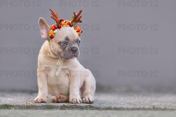 Cute fawn French Bulldog dog puppy wearing a seasonal Christmas reindeer antler headband sitting in front of gray wall with empty copy space